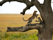 Travel with the Safari Experts