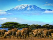 Travel with the Safari Experts