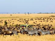 Travel with the Safari Experts