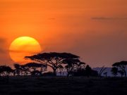 Travel with the Safari Experts