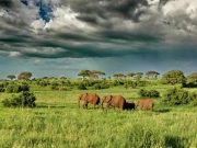 Travel with the Safari Experts