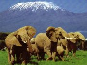 Travel with the Safari Experts