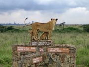 Travel with the Safari Experts