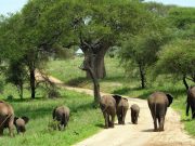 Travel with the Safari Experts